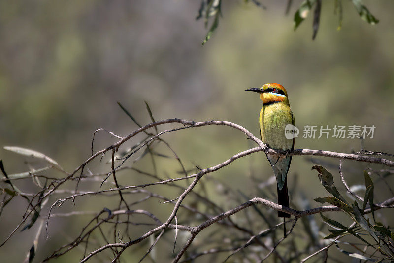 彩虹食蜂鸟(Merops ornatus)